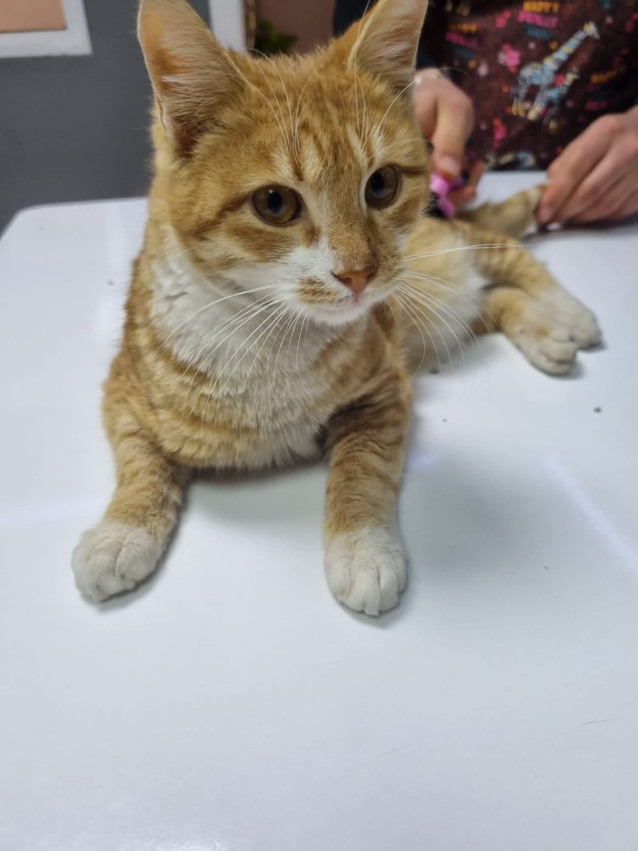 DokuzOlmaz's tweet photo. Depremde ailesiyle çıkıyor, çadıra yerleşiyorlar, hareket etmesi lazım, tuvaletini yapması lazım, hop araba altına alıyor, bacak kırılıyor. Tek seferde iki büyük sıkıntı. Himayemize geldi. Ameliyat masraflarına destek olursanız çok makbule geçer. https://t.co/RYjGoKIXzC