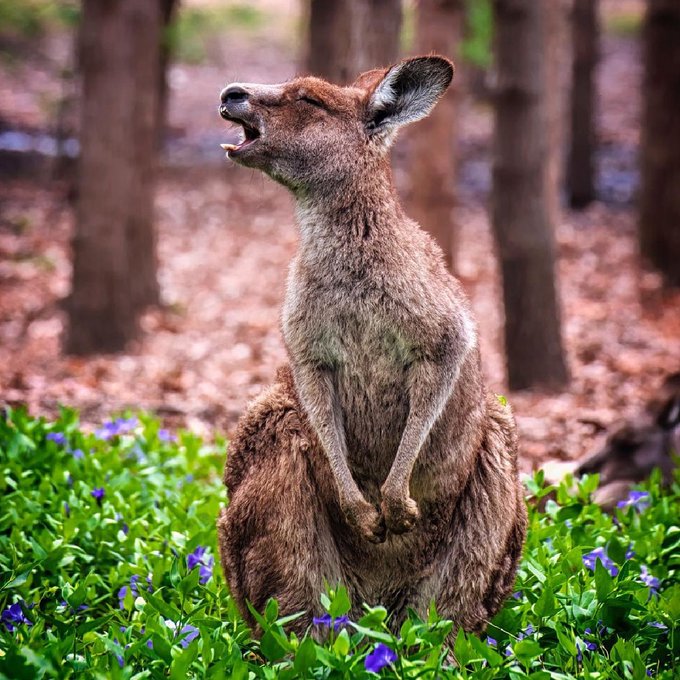 Us, at the slightest inconvenience 😝  Cheers to IG/carolelvin for capturing this little fella at @visitcanberra's<a href="/tag/canberra"class="tags"><span>#canberra</span></a><a href="/tag/seeaustralia"class="tags"><span>#seeaustralia</span></a><a href="/tag/comeandsaygday"class="tags"><span>#comeandsaygday</span></a><a href="/tag/west"class="tags"><span>#west</span></a>