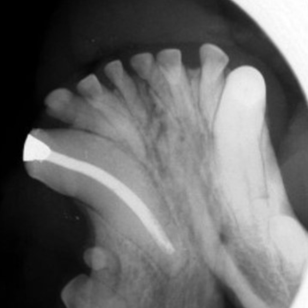Endodontic treatment of tooth 3-04.  Dogs have three incisors on each side (so a canine's canine is a 4).  

They also have more than 10 teeth per quadrant, so the zero is needed as a placeholder for all of those teeth.