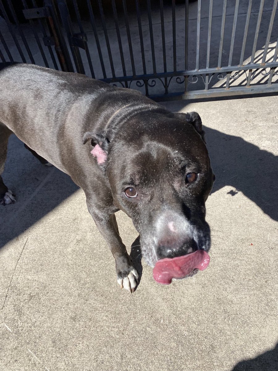 Ryan_Leonard28's tweet photo. Happy gotcha day to my handsome boy! Tank, you have brought so much light into my life this past year ❤️ https://t.co/J22zNACcGf