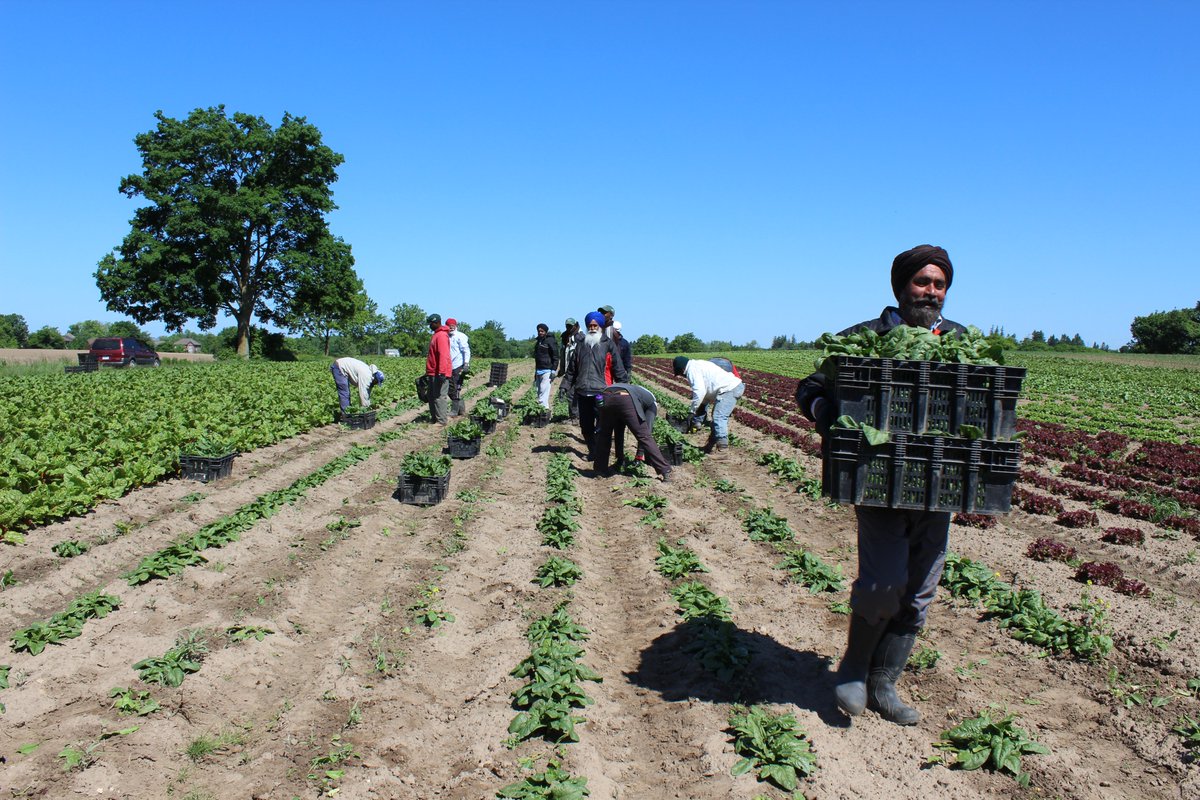 Happy #CdnAgDay!  We love what we do, and we are proud to be part of Canada's amazing agricultural community - wouldn't have it any other way! #CelebrateEachOther #CelebrateBeauty #CelebrateJoy #CelebrateCare #CelebrateLove