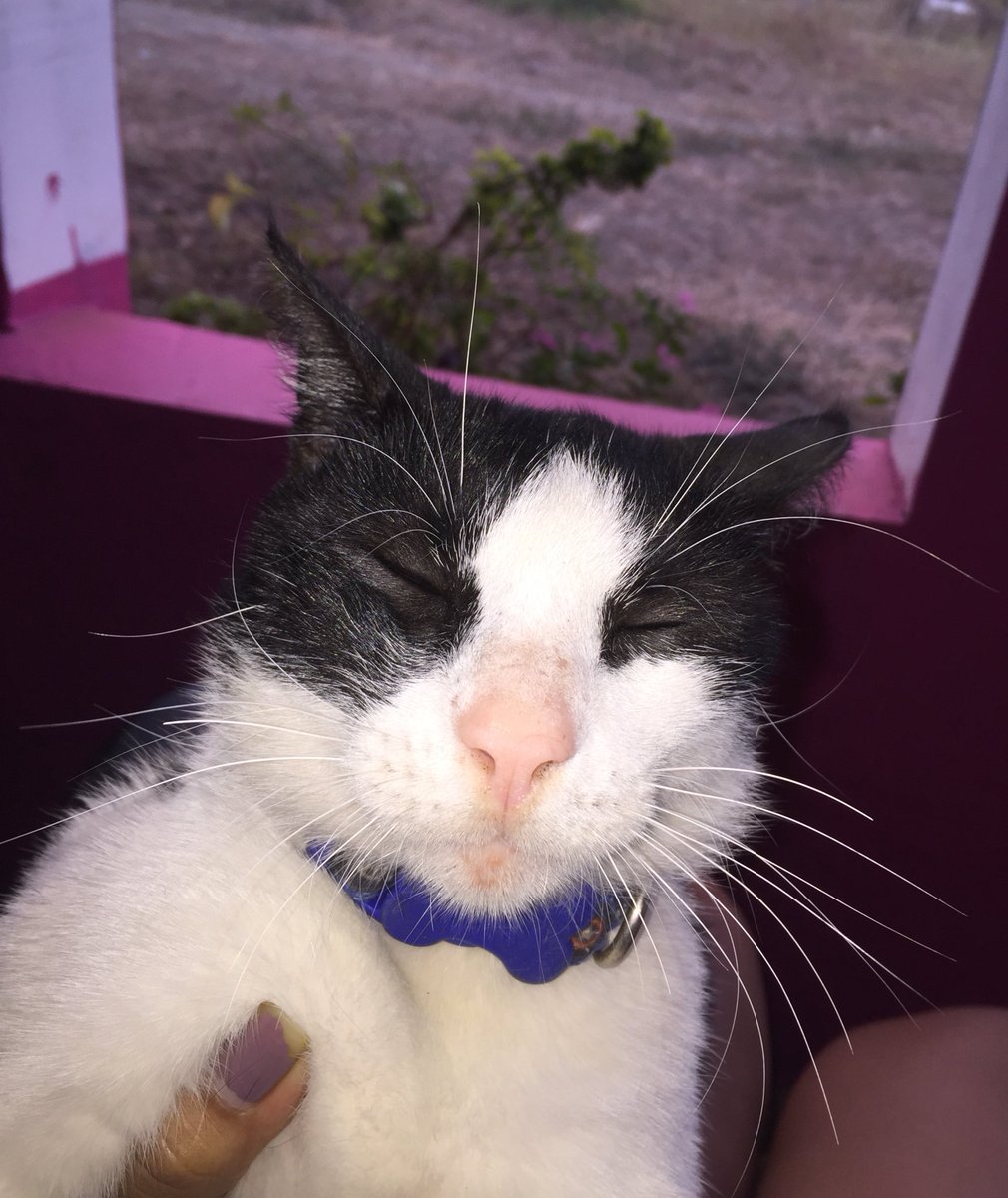 luzdanielahg's tweet photo. Creo que ya a mi gato le molesta que le tome fotos 🥺 https://t.co/wXT9QSVjIE