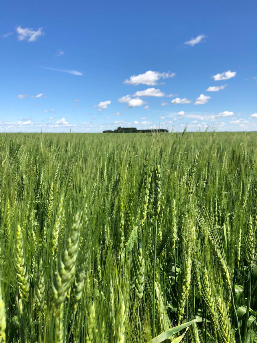 Craig Olson tweet media