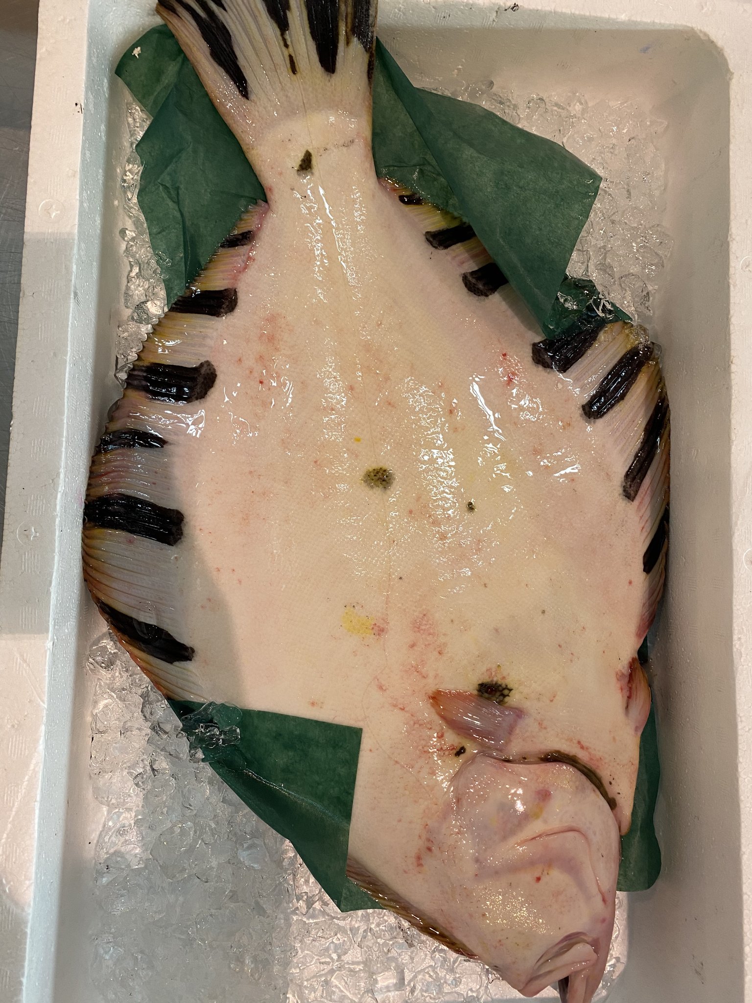 tgglobal on Twitter "Our item is Matsukawa flounder 