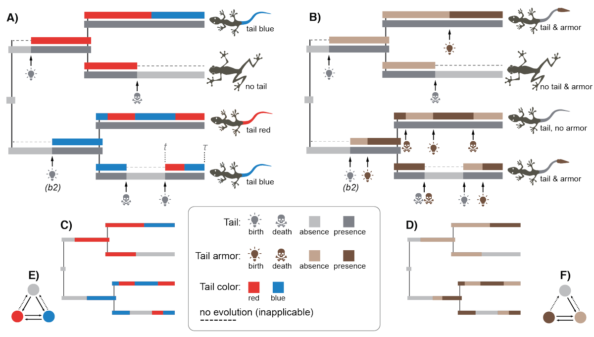 I'm happy to share that my paper about New Models for #inapplicable characters is out now at #SystematicBiology 😀 <a href="/luomus/">Luomus</a> <a href="/LifeSciHelsinki/">Life Sciences University of Helsinki</a> 

New phylogenetic Markov models for inapplicable morphological characters academic.oup.com/sysbio/advance…