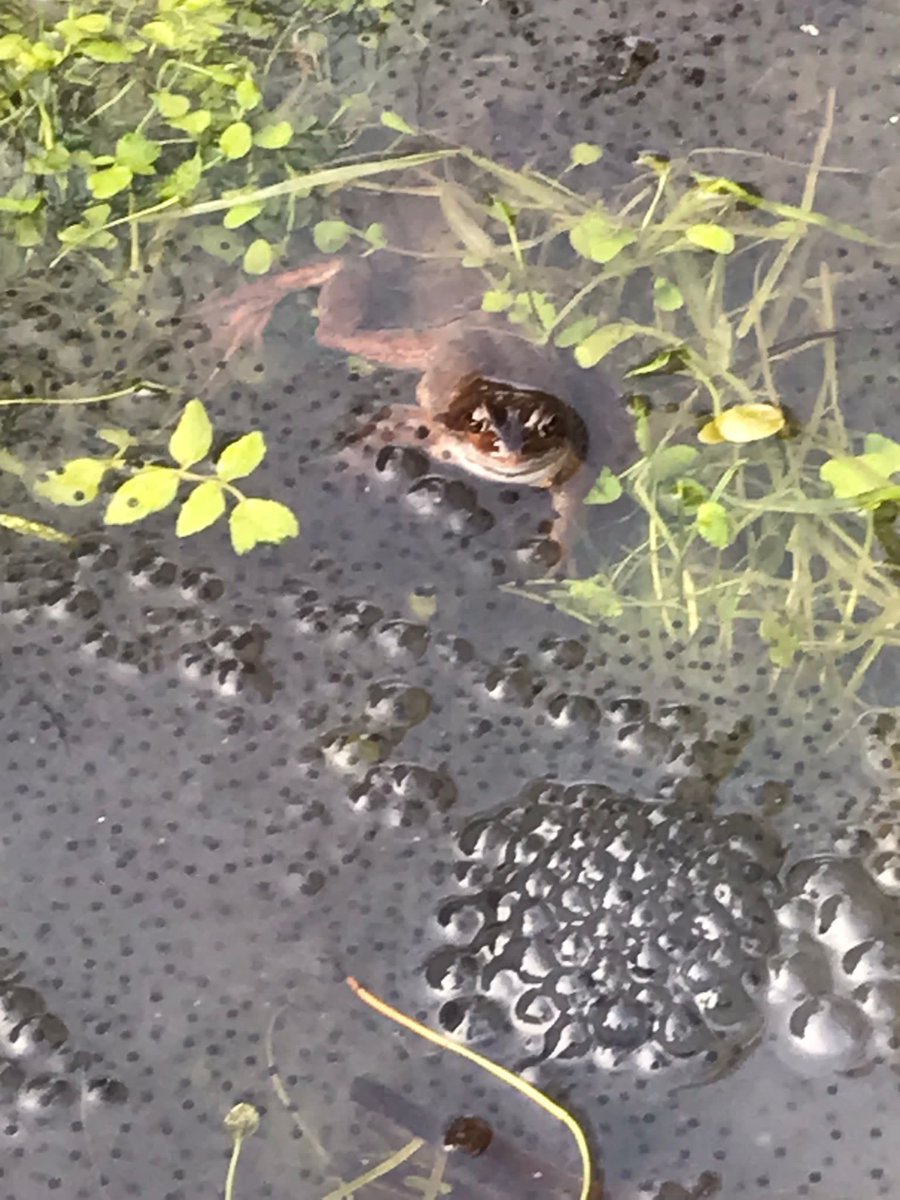 BarbicanWildlifeGroup@barbicanwildlife.bsky.social tweet media