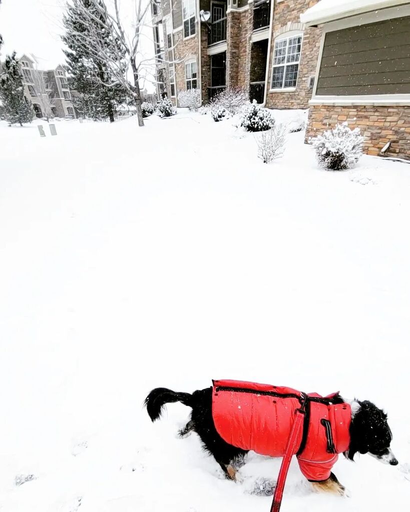 vuthy's tweet photo. It started snowing yesterday evening and it's still snowing today. My little Valentine is so used to it now. https://t.co/qm4dAOxw0J https://t.co/YiyHgxIDQV