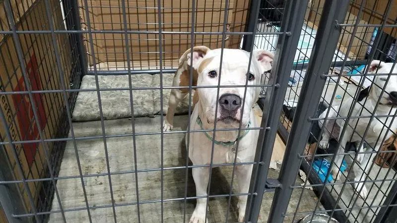 greennomad61's tweet photo. #Colorado Government
.@coloradodems please stop this!
New bill will allow⤵⤵⤵
"...killing🐶🐱 as a “treatment option” under the guise of addressing the “behavioral needs” of animals..."
#MentalHealthAwareness
#PACFA
#DogsOfTwitter
#AnimalRights
VOTERS
https://t.co/nCvey1WOaj https://t.co/azhdFqwICi