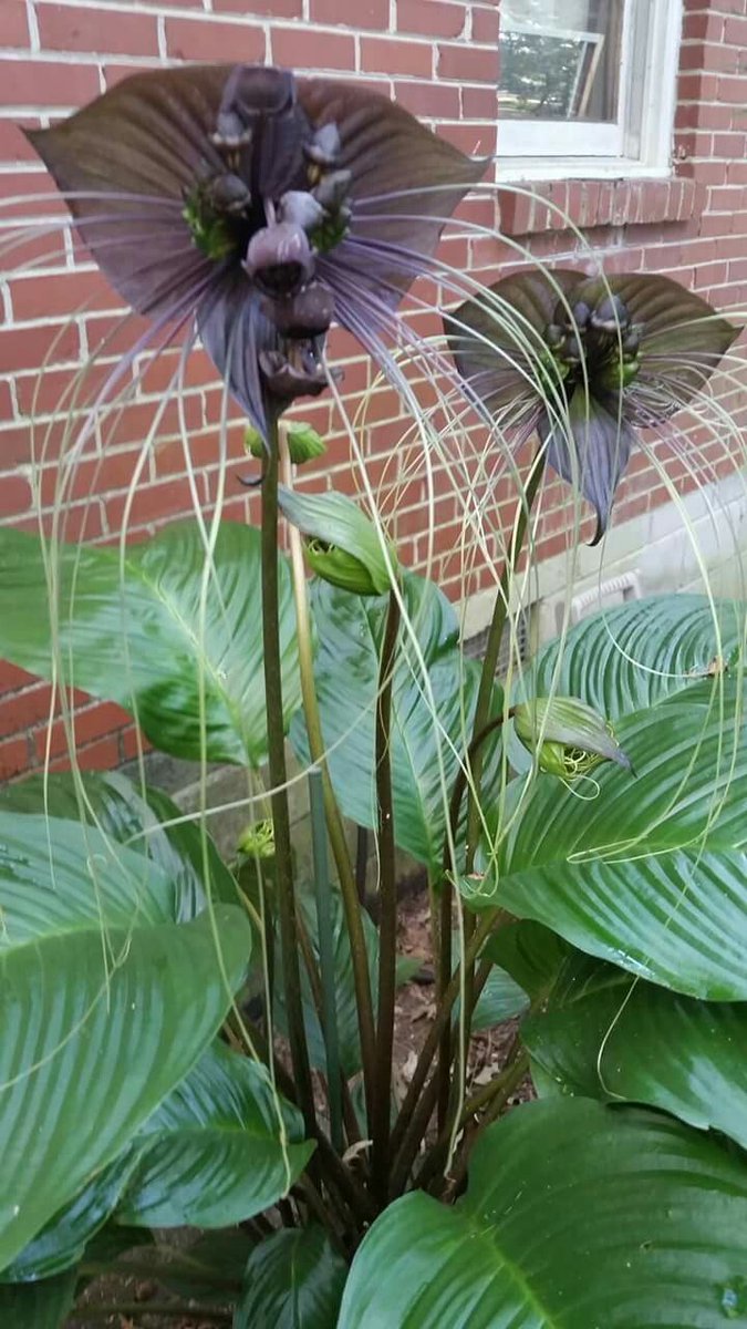 Werkelijk prachtige potplant, de Bat Flower....