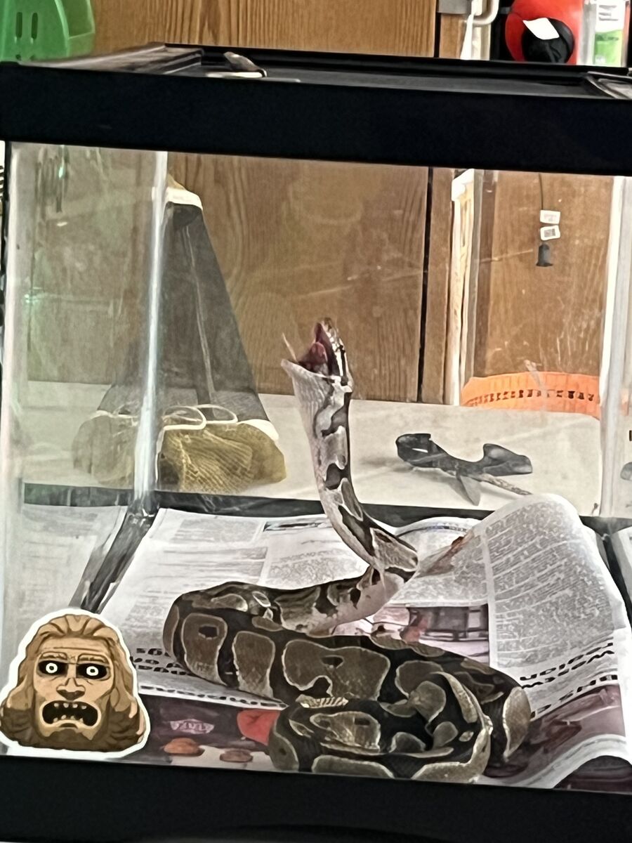 rgreiner206's tweet photo. Mr. Mann's class pet John Cena just got FED! We are getting prepared for March Mammal Madness Tournament!!!! #ZooBot4Life @ZooBotLMS @zoobotlife @Coach_Mann_XC @LongleafMiddle @MMMletsgo https://t.co/YQOOgk2uSr