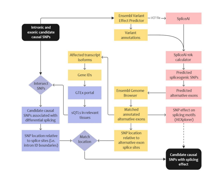 HGGAdvances's tweet photo. New! @daffodil_canson et al. develop a workflow to integrate splicing prediction analysis w/GWAS data. Their analysis of endometrial cancer identifies two candidate risk variants predicted to alter NF1 and SKAP1 splicing. #OA
https://t.co/g33meCNrWE https://t.co/jFYCIMhwwf