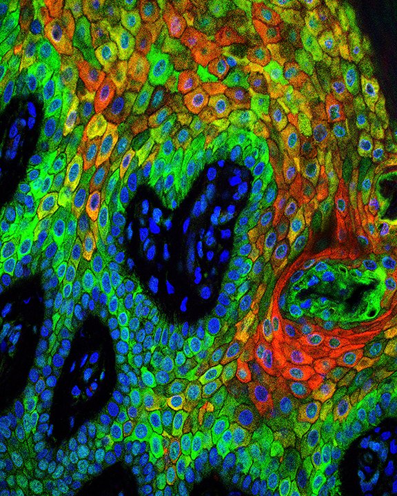 ♥️🔬🎨 BioArtography Science is Sweet Sale 25% off bioartography.com through Feb. 16! Image pictured “Heart and Sole.” Share the science art love and support scientific outreach &amp; our next generation of researchers!

#bioart #sciart #supportscience #microscopy #stem #steam