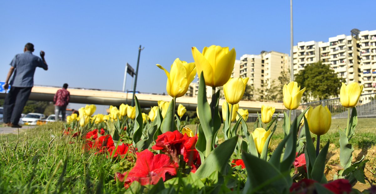 Tulip on the AIIMS Intersection fountain lawns in New Delhi #NDMCTulipFestival
