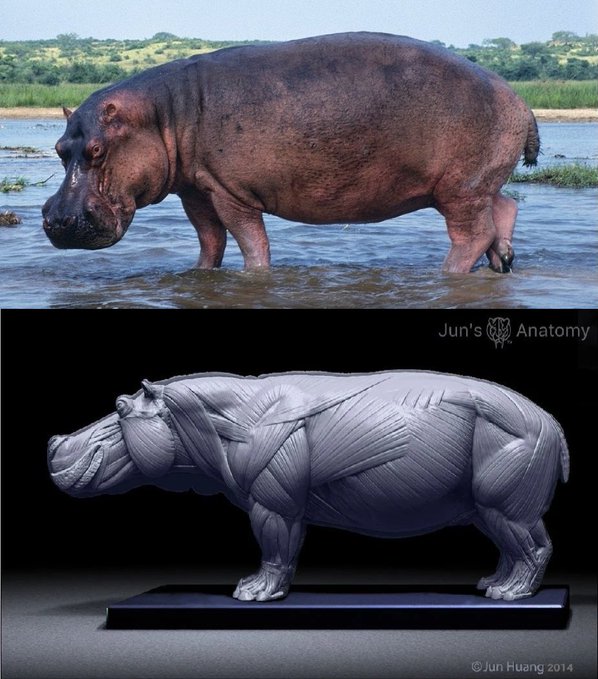 Rainmaker1973's tweet photo. Despite their bulky and heavy appearance, hippos' subcutaneous fat layers are quite thin. The 2,000-kg giant is mostly made up of muscles, and 6-cm thick skin. This anatomical model by Jun Huang visualizes its muscular structure

[source: https://t.co/Swgjow3OU5] https://t.co/el1BNmtUOD
