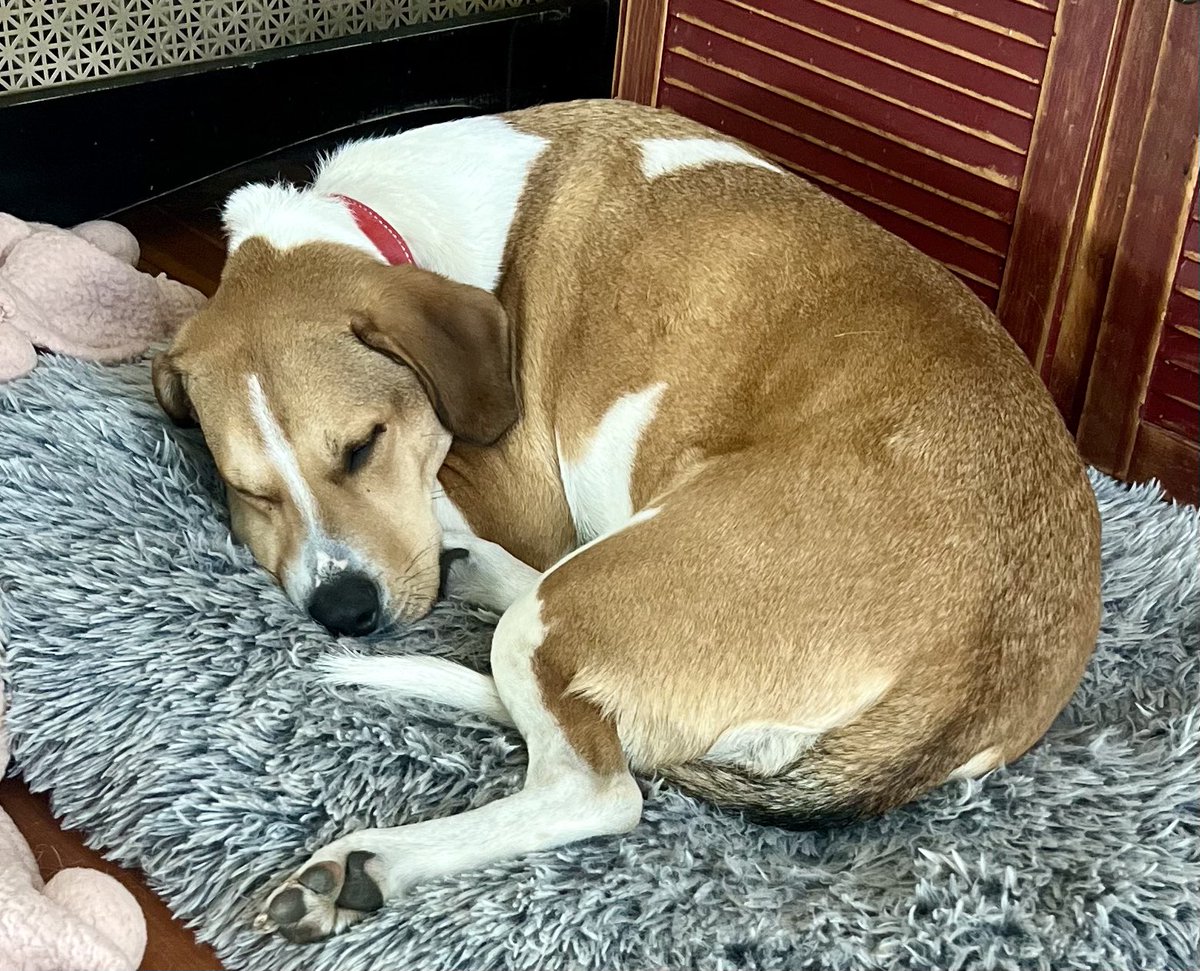 JoJoFromJerz's tweet photo. I so wish I could sleep as soundly as Ruby does. Also, pet pics please. 🙏🏻 https://t.co/Ukn7fCgJQI