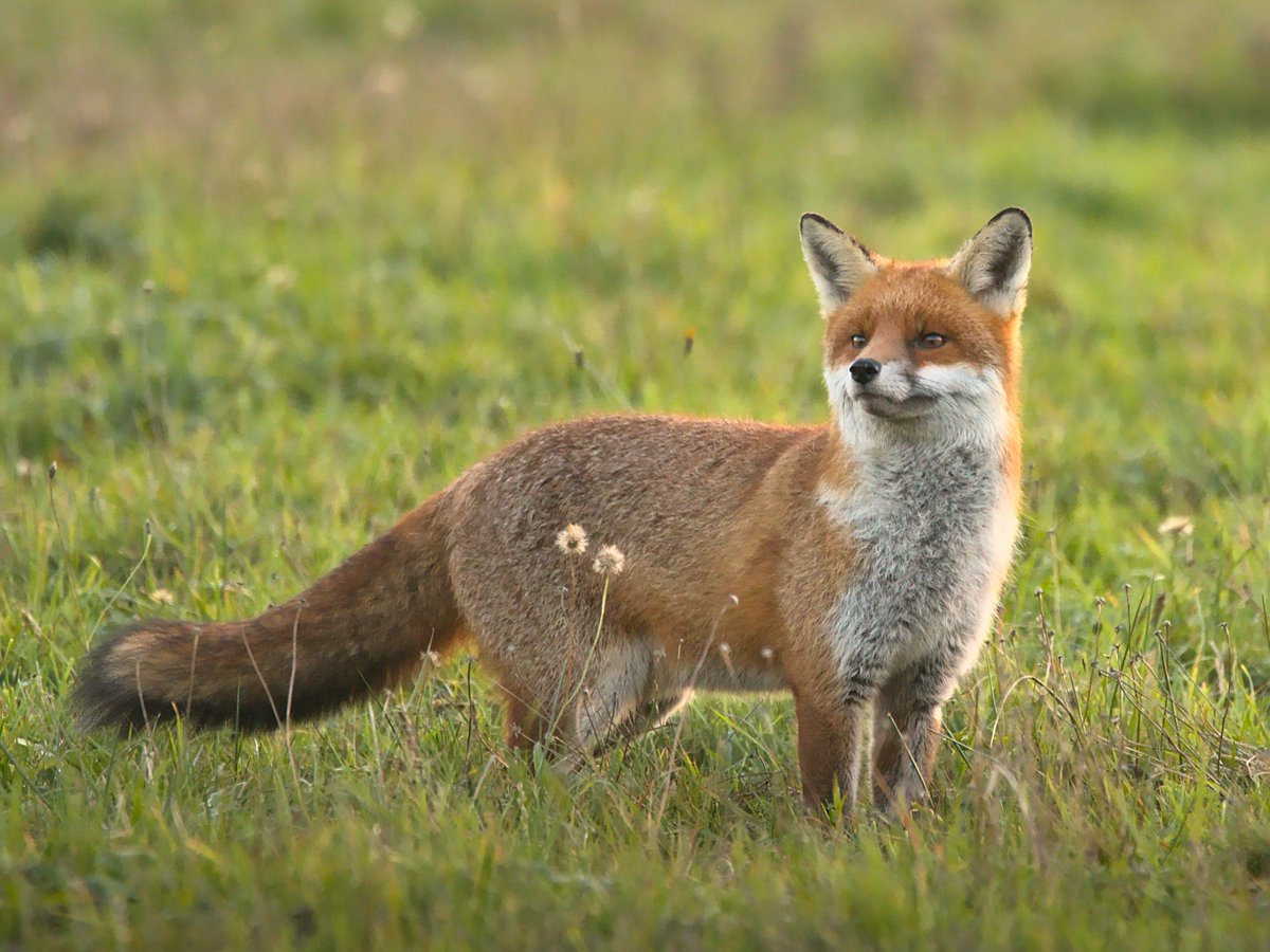 Hurmerinta Art on Twitter: "RT @ChrisChalkPhoto: Superfox. Foxes have