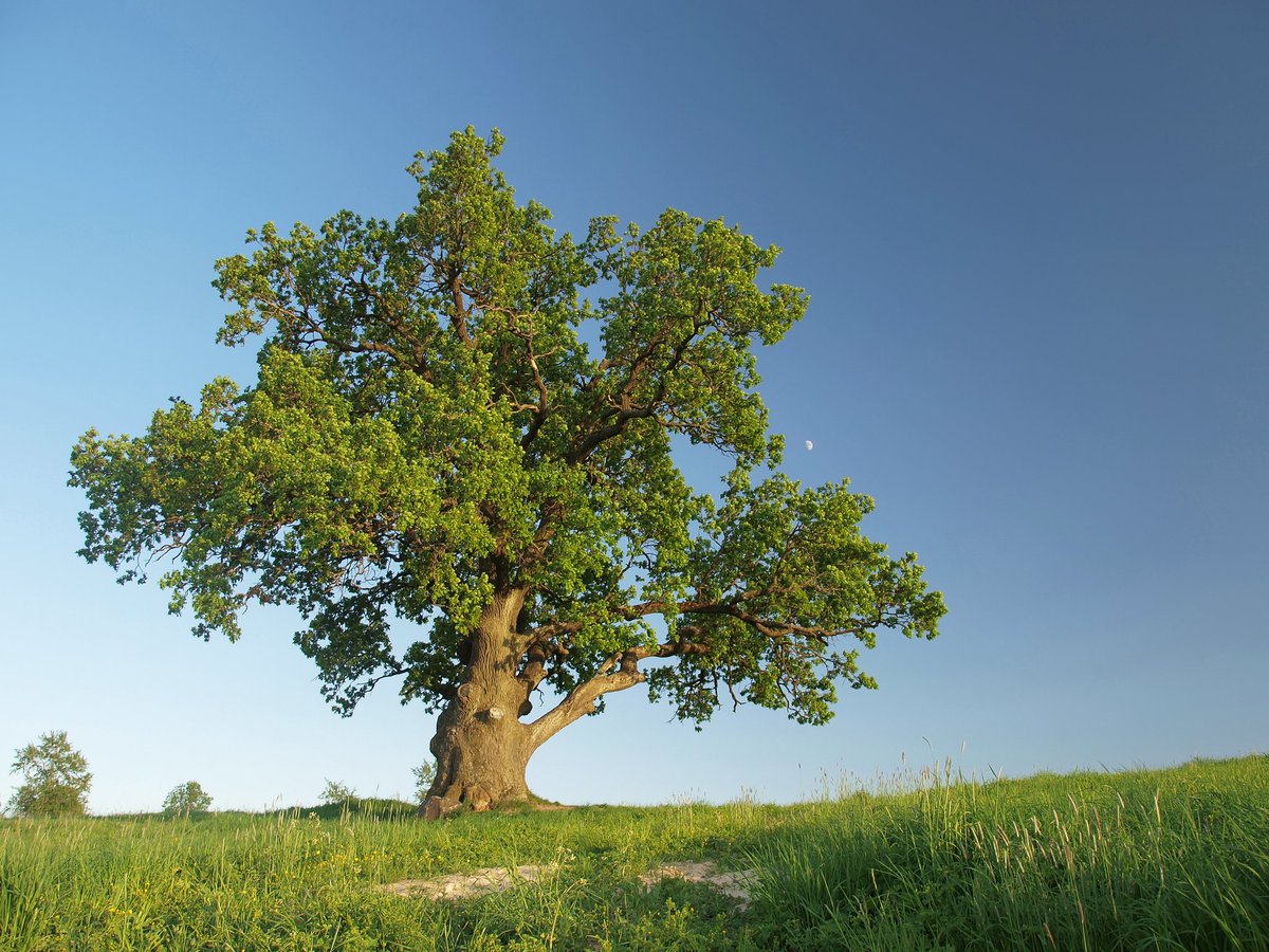 TheTreeCouncil's tweet photo. “Keep a green tree in your heart and perhaps a singing bird will come.” 
– Chinese Proverb

#WednesdayWisdom https://t.co/9DAg2iqQHM