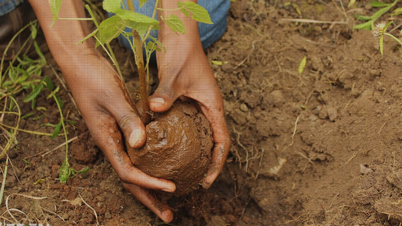 Aiding planet #reforestation is one of the ways in which we can all make a #positiveimpact on the world.
And so, we couldn't be more excited to see our flexi offices arm - IMPACT WORKING, launch its #treeplanting scheme via <a href="/PlayItGreen2/">Play It Green</a> 
👉🏼 ow.ly/6wbz50MR1W4

#makeanimpact