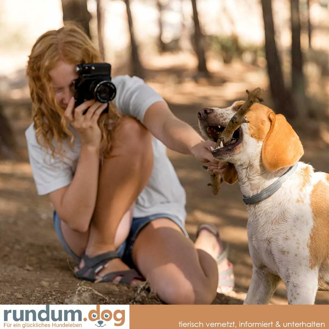 rundumdog's tweet photo. Der erste Schritt zum Petfluencer: Ein Profil auf Social Media für deinen Hund erstellen.
Wir geben dir eine Vorschau, wie du den ersten Schritt zum #Petfluencer machst.

Der ganze Artikel ist zu lesen unter https://t.co/me9cFblFp8

#socialmedia #marketing #likes #klicks https://t.co/M79r0yDCp6