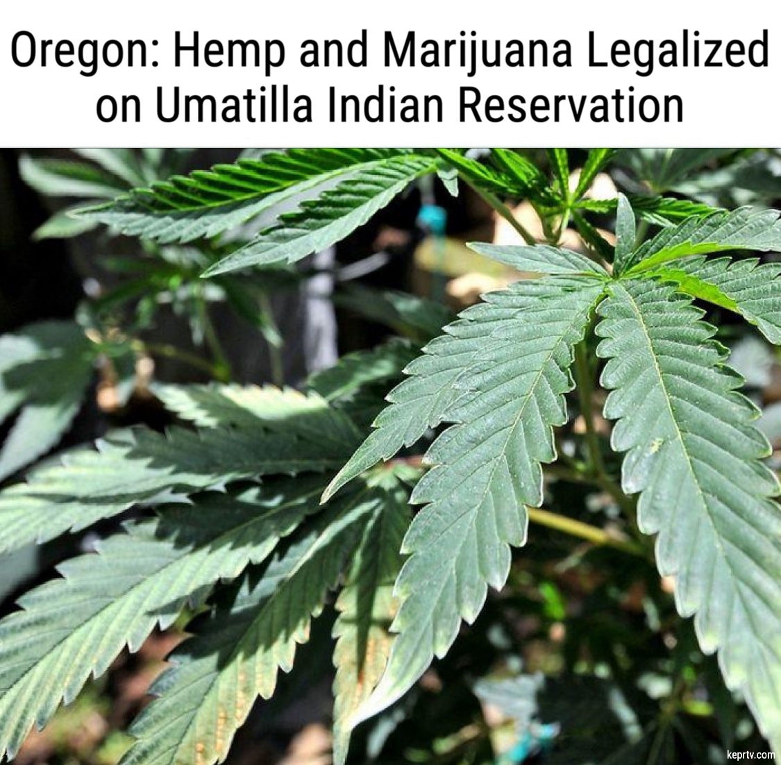 Let's Talk Hemp tweet media