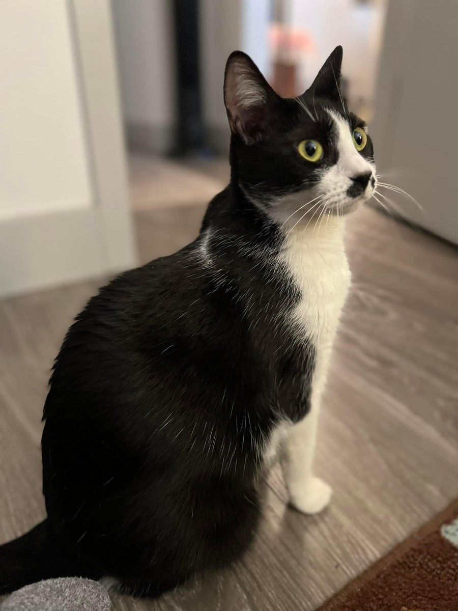 washupathedu's tweet photo. For our latest #PathPets post, we are featuring resident Brenndan Crumley's adorable cats, Jinx (white and black) and Binx (all black). They seem like the purr-fect companions😻😻 @MyPsammoma https://t.co/vcwPdC4o0D