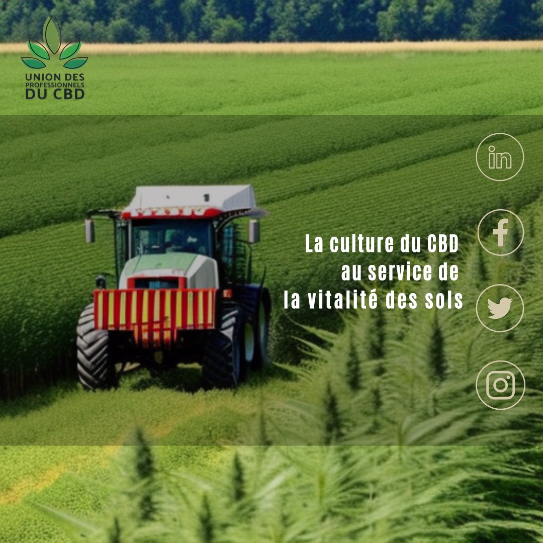 Saviez-vous que la culture du CBD peut contribuer à améliorer le sol?

#upcbd  #agriculturebiologique #sustainability #phytoremediation #ecofriendly #regenerativefarming
