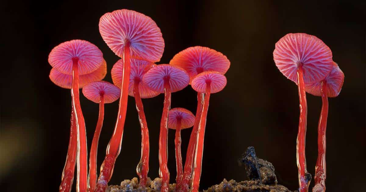 Australia Legalizes Psilocybin and MDMA to Help Treat PTSD And Depression

Click the link below to read more.
beardbrospharms.com/?p=17404