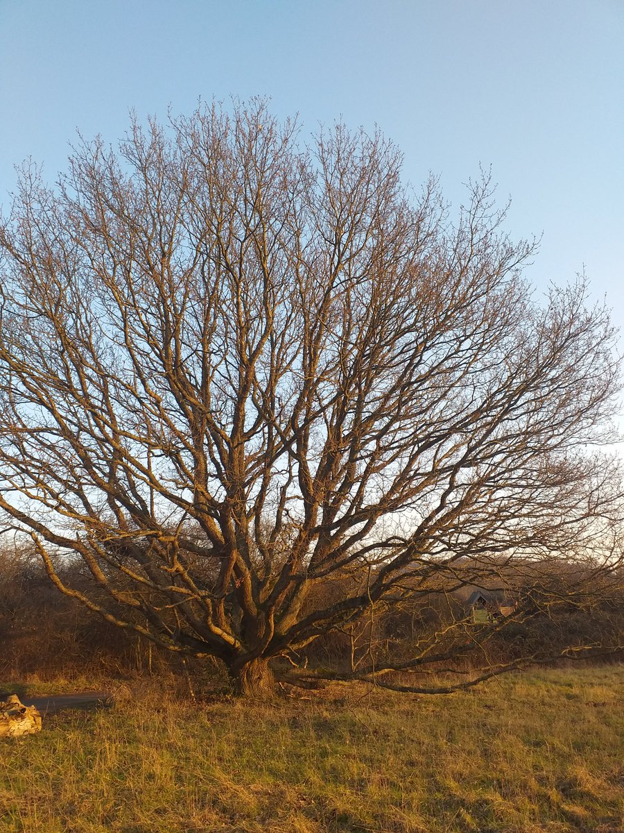 CoLEppingForest's tweet image. This beautiful oak at Sergeants Green #EppingForest is known as a ‘maiden’, it has never had its branches cropped through pollarding or coppicing. This has allowed its branches to grow in a natural arrangement with some seemingly growing at right angles to the trunk.