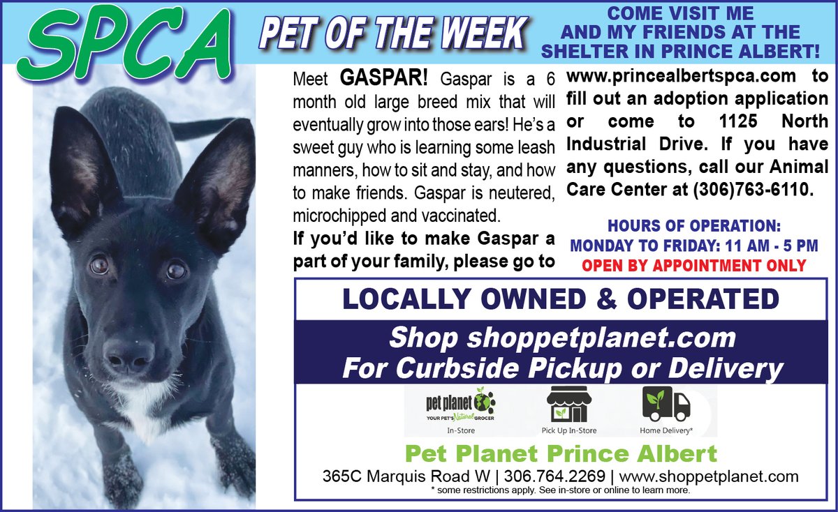 PAShopper's tweet image. SPCA - Pet of the Week
princealbertshopper.com/spca
#SPCA #PetoftheWeek #princealbertshopper