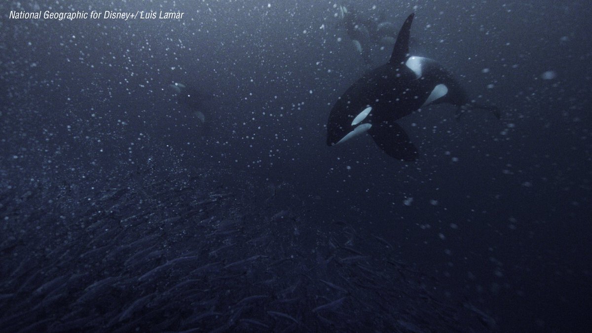 Whale & Dolphin Conservation (WDC) tweet media