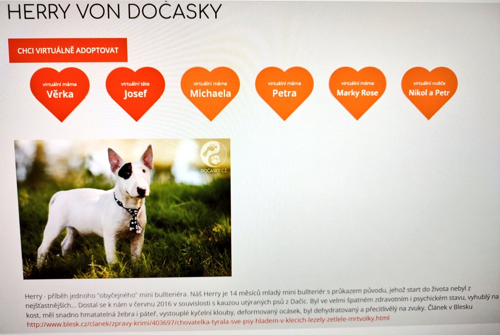 Soleil_cz's tweet photo. Mít pejska je boží a když ne doma, tak aspoň virtuálně 🤩 Seznamte se, "náš" Herry Von Dočasky ❤️ a trošku za to může i @luptaki_ #pejsek #virtualniadopce #docasky https://t.co/cVYMgdWB1W