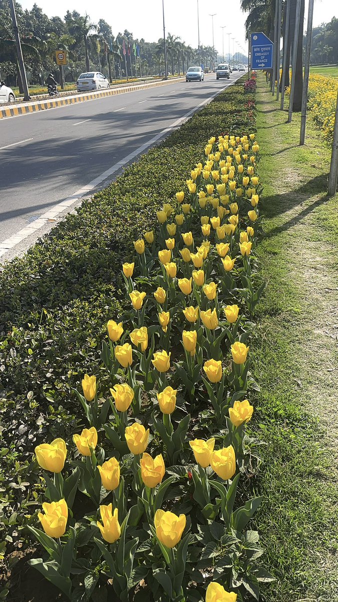 LyfInTransit's tweet photo. If spring is here can tulips be far behind? Here is the proof. 13 day long tulip festival has begun at Shantipath lawns in Delhi. Tulip walks, photography competitions and a date with spring is in store for Delhiites!
#backyardtourism #NDMCTulipFestival https://t.co/Sr3SO2OMow
