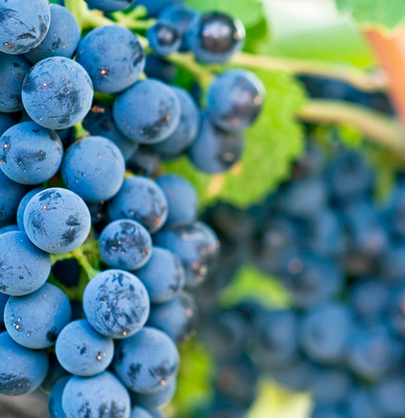 16. Februar, Welttag der Syrah-Traube 📆🍇🍷

📍Es ist die am weitesten verbreitete Sorte in Australien. Die die französische Rhône-Region berühmt gemacht hat.

Hier erfahren Sie nun etwas mehr über diese Sorte.

👉decantalo.com/de/de/blog/16-…

#syrahday #worldsyrahday