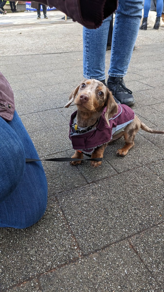 SaraLUckelman's tweet photo. We had the smallest unit of solidarity on our picket line today! #StrikeDogs #DogsOnPicketLines #ucuRISING https://t.co/hO4aG8dxiZ