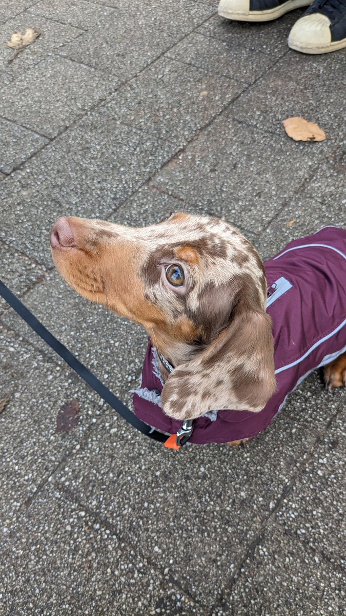 SaraLUckelman's tweet photo. We had the smallest unit of solidarity on our picket line today! #StrikeDogs #DogsOnPicketLines #ucuRISING https://t.co/hO4aG8dxiZ