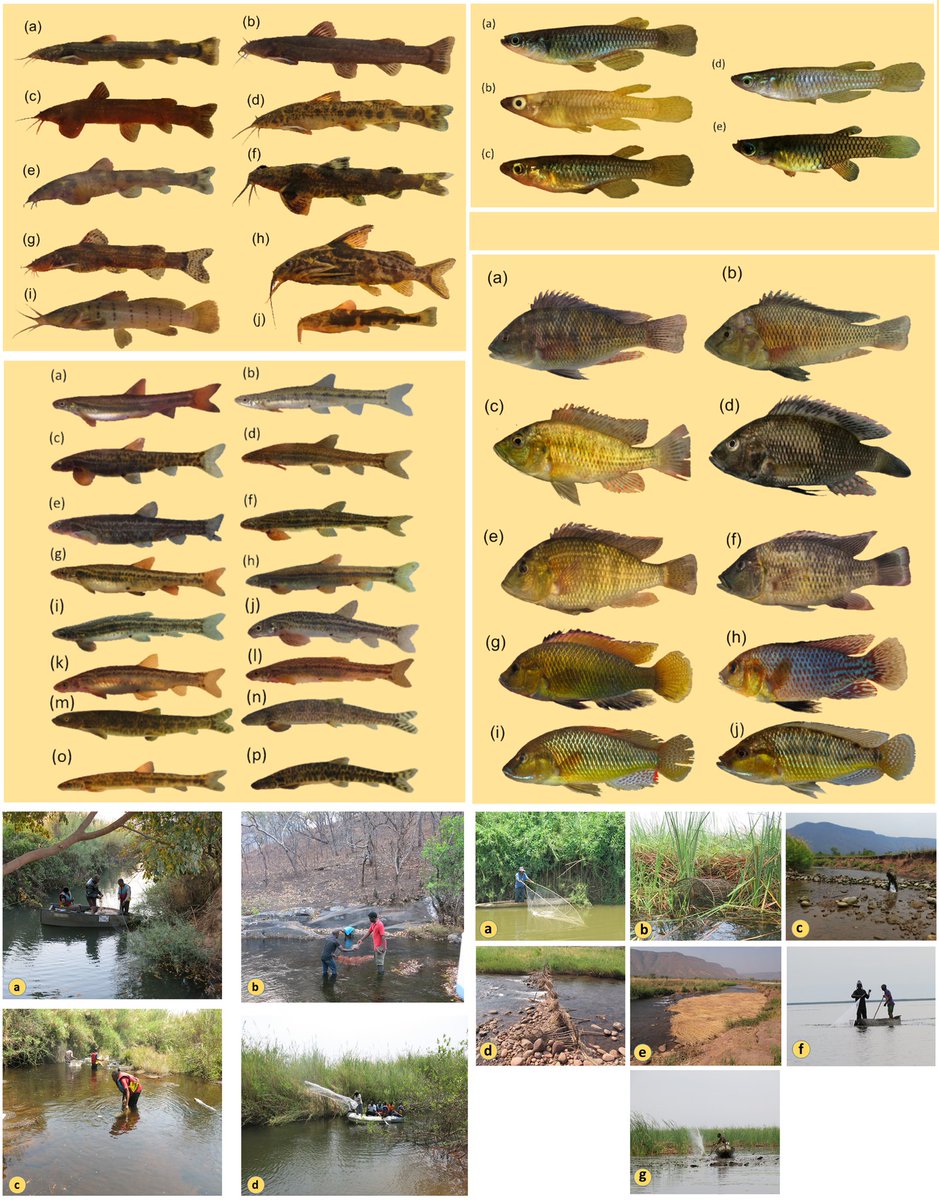 #IchthyofaunaChecklist - Checklist of the #Fishes of the #Kundelungu National Park (Upper #CongoBasin, DR #Congo): Species #Diversity and Endemicity of a Poorly Known #Ichthyofauna.
🔓 bit.ly/3I4O4rW