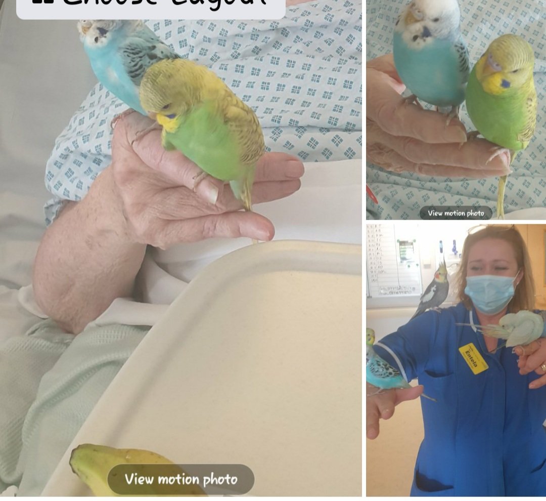 Such a lovely day for S3 staff & patients. We have a visit from this friendly birds {Pet therapy}..giving smile to everyone . Witnessing the smile on our patients faces is absolutely priceless! #PatientExperience