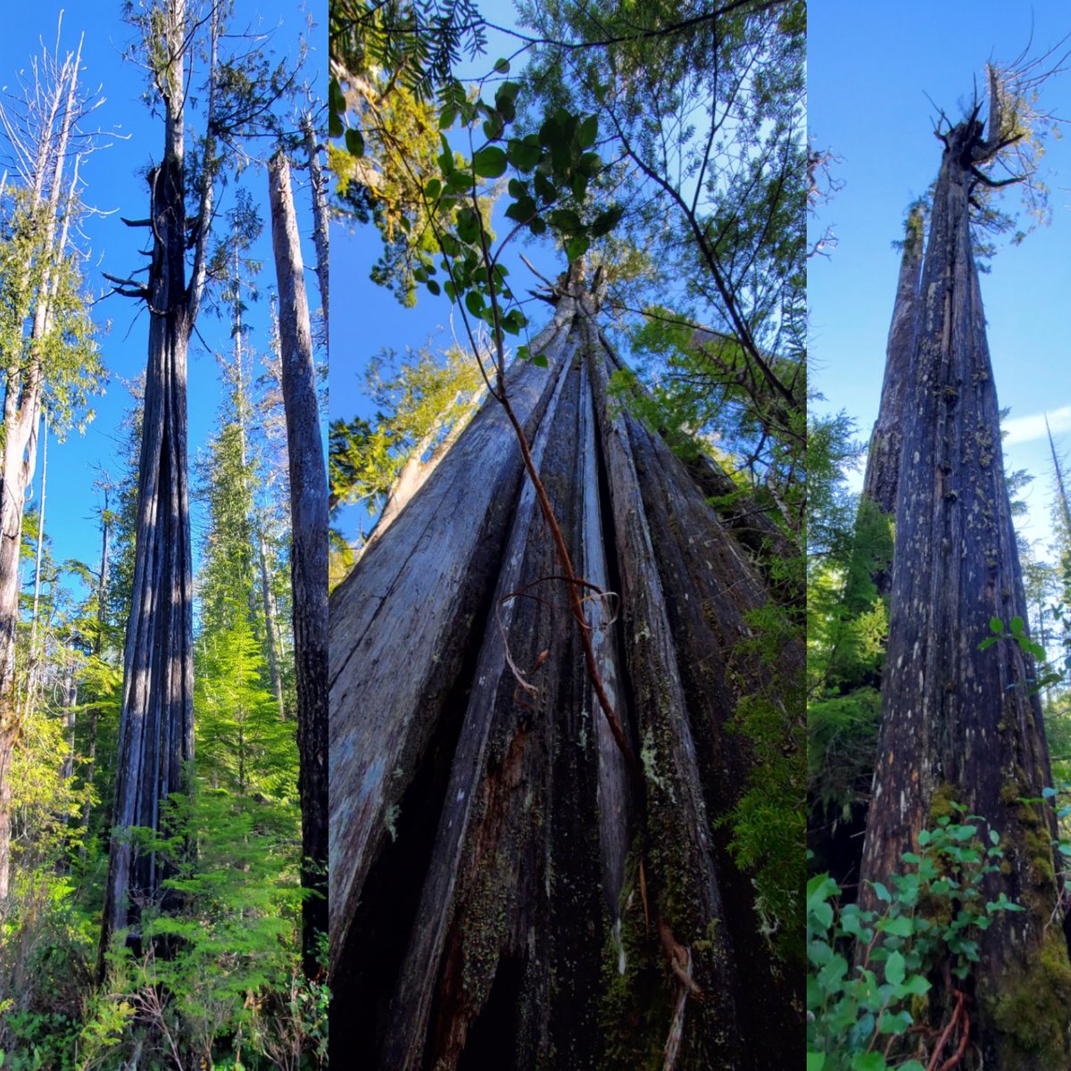 StumpedArchaeo's tweet photo. Beauty standing #redcedar #CMT found in #nuchatlaht territory. Still alive after 10+ bark harvests. https://t.co/6dGDQbvkIh