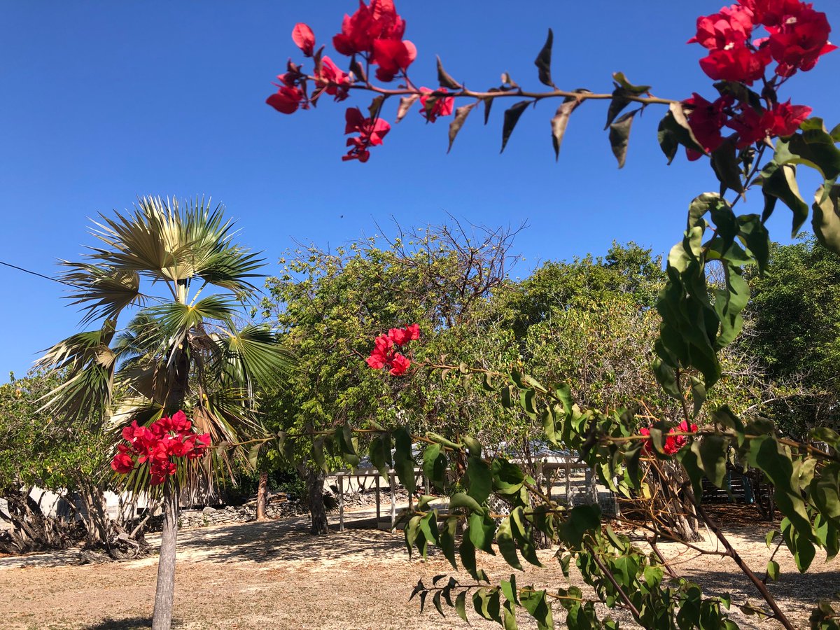 Just for you -views from our garden on this lovely Wednesday morning. 

#gardenviews #flowers #caymanbrac #heritagehouse #midweekinspo #naturetourism