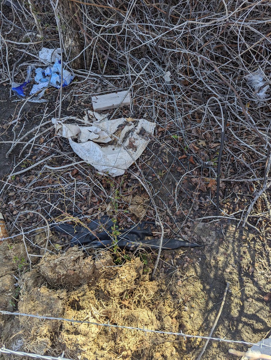 ellisthe🐘. tweet media