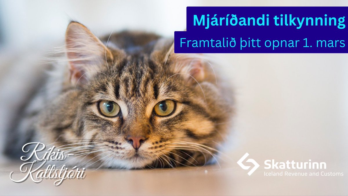 🐱Tilkynning frá ríkis-kattstjóra🐱