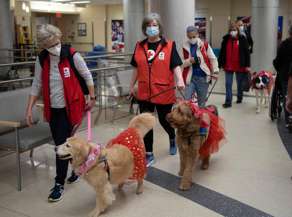ClevelandVAMC's tweet image. On Valentine’s Day the American Red Cross of Northern Ohio sponsored the inaugural Cupid Puppy Parade to commemorate National Salute to Veteran Patients Week at the Louis Stokes Cleveland VA Medical Center.