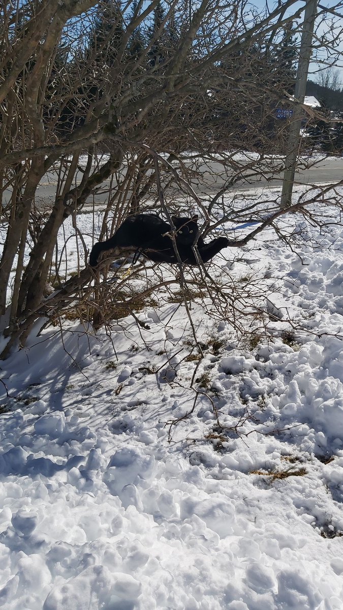 LosierRhonda's tweet photo. @ryansnoddon How do i get out of this mess! From Rhonda Losier in West Quoddy Nova Scotia https://t.co/kUpvCqiOFf