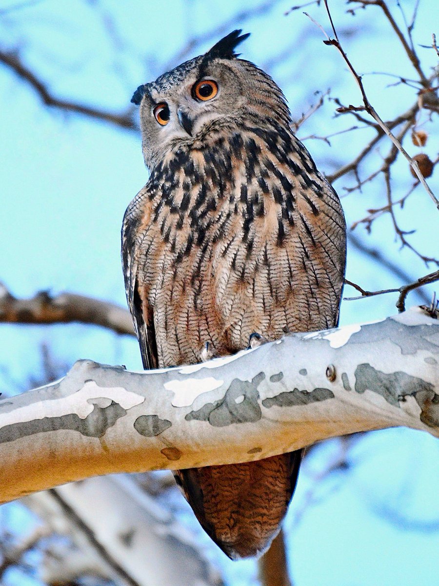 BirdCentralPark's tweet photo. Flaco the Eurasian Eagle-Owl shortly after flyout Tuesday evening near East Drive and 73rd Street. He eventually made his first foray into the Ramble, moving between the Point and Pine Hill where rodent prey abounds. https://t.co/LLcrXS4tJp