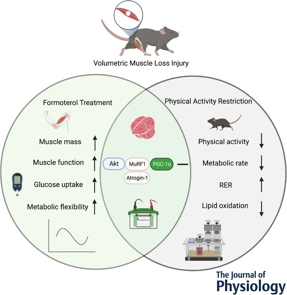 <a href="/craymondpope/">Christiana Raymond-Pope, PhD</a>, <a href="/Alec_basten/">Alec Basten</a>, Bruzina, Lillquist, Greising (<a href="/UMNKinesiology/">U of MN Kinesiology</a>), <a href="/jey_at_lab/">Jennifer McFaline-Figueroa</a> and @Call_LabUGA (Physiology &amp; Pharmacology, <a href="/ugavetmed/">UGA College of Veterinary Medicine</a>) show how restricted physical activity after volumetric muscle loss alters whole-body and muscle metabolism!
📜buff.ly/3YOWU3z