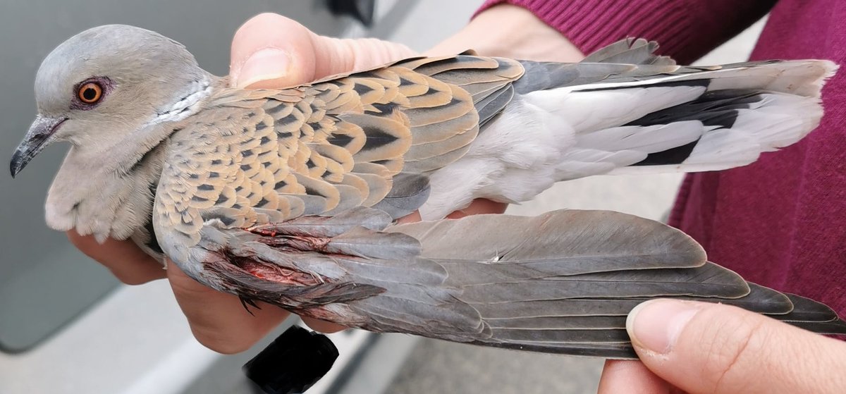 BirdLife_Malta's tweet photo. ‼ BREAKING. @EU_Commission takes new action against Malta following @MaltaGov decision last spring to reopen a spring hunting season for #TurtleDove. An additional Letter of Formal Notice sent to Malta calls on the Government to cease spring hunting for this Vulnerable species. https://t.co/pkKOZ5rAjL
