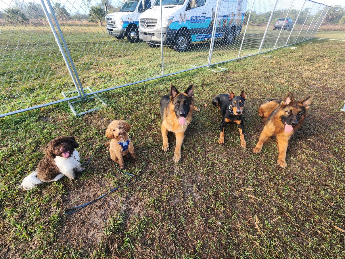 #dogtraining #dogsoftwitter #germanshepherdworld #doodle #havanese #doggie #doberman