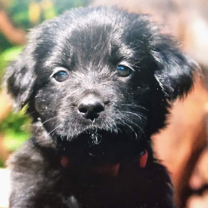 Puppy, two month❤️