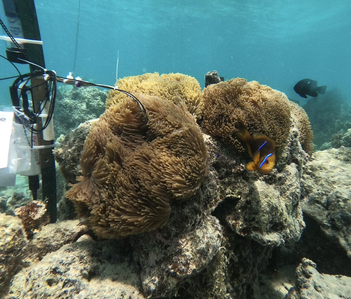 Does #hypoxia also happen at night within the anemone? Are clownfish adapted to low oxygen? We are exploring these questions with a great team @SuzanneCMills @andreacamcan @RachLMorgan13 @r_beldade @jules_schligler +Thibaut Roost