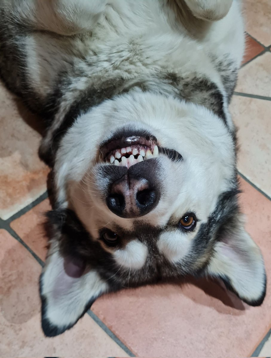 ThatOnePhoenix tweet media